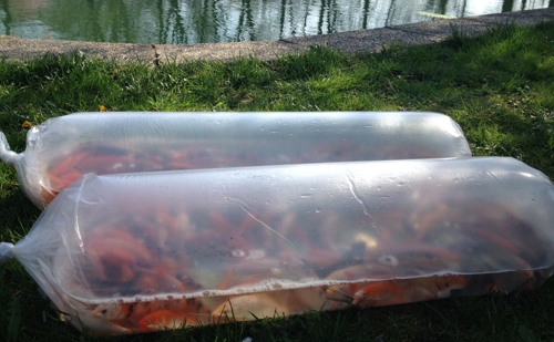 Kedvelt helyszínné válhat újra a Balokány