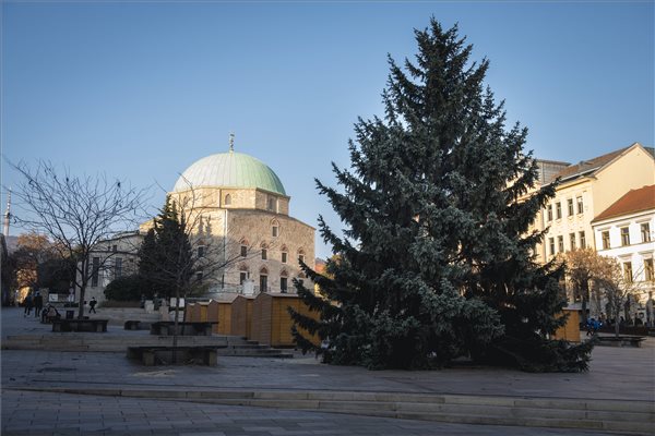 Mindenki karácsonyfája Pécsen