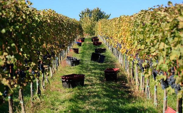 Kiváló évjárat Villányban