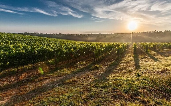 Korábban kezdődik a szüret Villányban