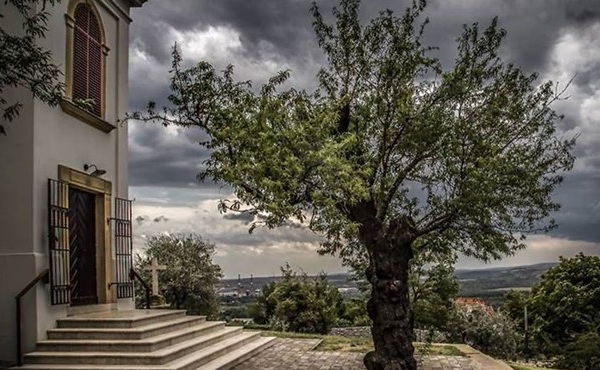 Pécsi fa képviseli Magyarországot az Európa fája versenyen