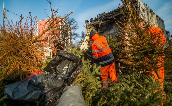 Több mint negyven tonna kidobott fenyőfát égetnek el a pécsi erőműben